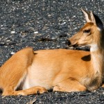 Kodiak 2007 01612 copy