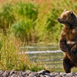 Kodiak 2007 02952a copy